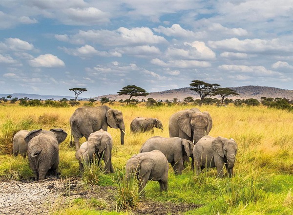 Nyerere National Park