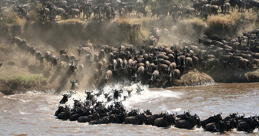 great serengeti wildebeest migration tours