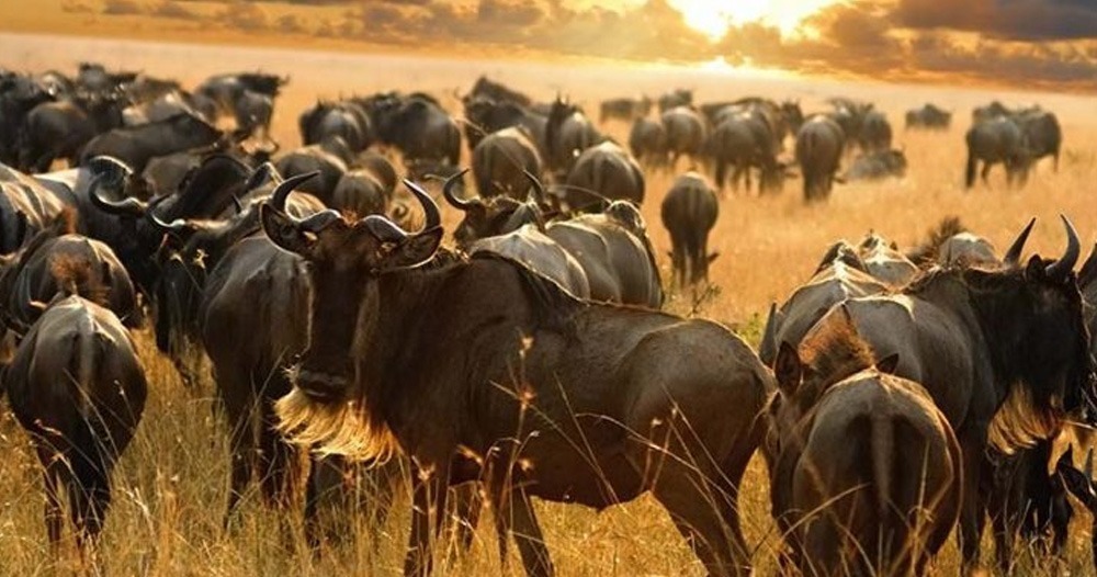 great serengeti wildebeest migration tours